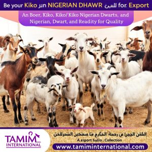 Buy Goats Online
