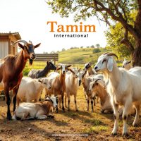Buy Pure Breed Goats