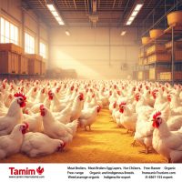 Wholesale Chicken Exporter