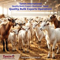 Exporters of Boer Goats