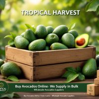 Exporters of Bulk Avocados