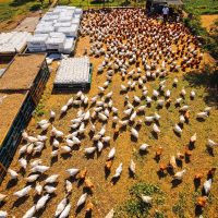 Global exporters of chicken