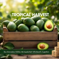 Organic Avocados wholesale suppliers