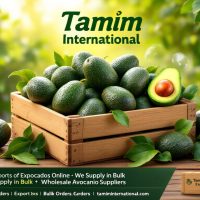 Wholesale exporters of Avocados