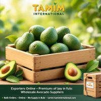 Wholesale Exporters of Avocados