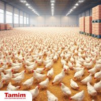 Buy chickens online - Image 11