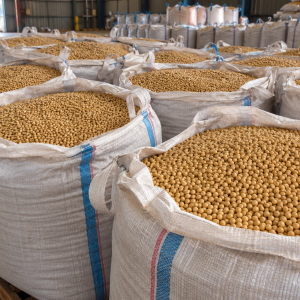 non-GMO soybeans Wholesale supplier